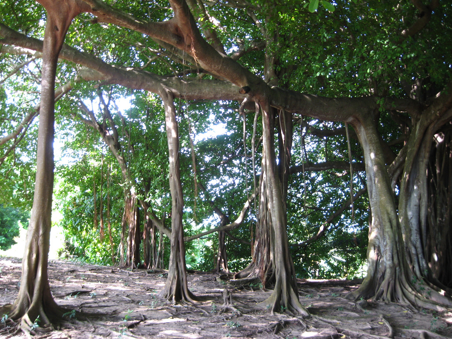 El árbol que Camina