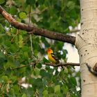 El árbol que canta