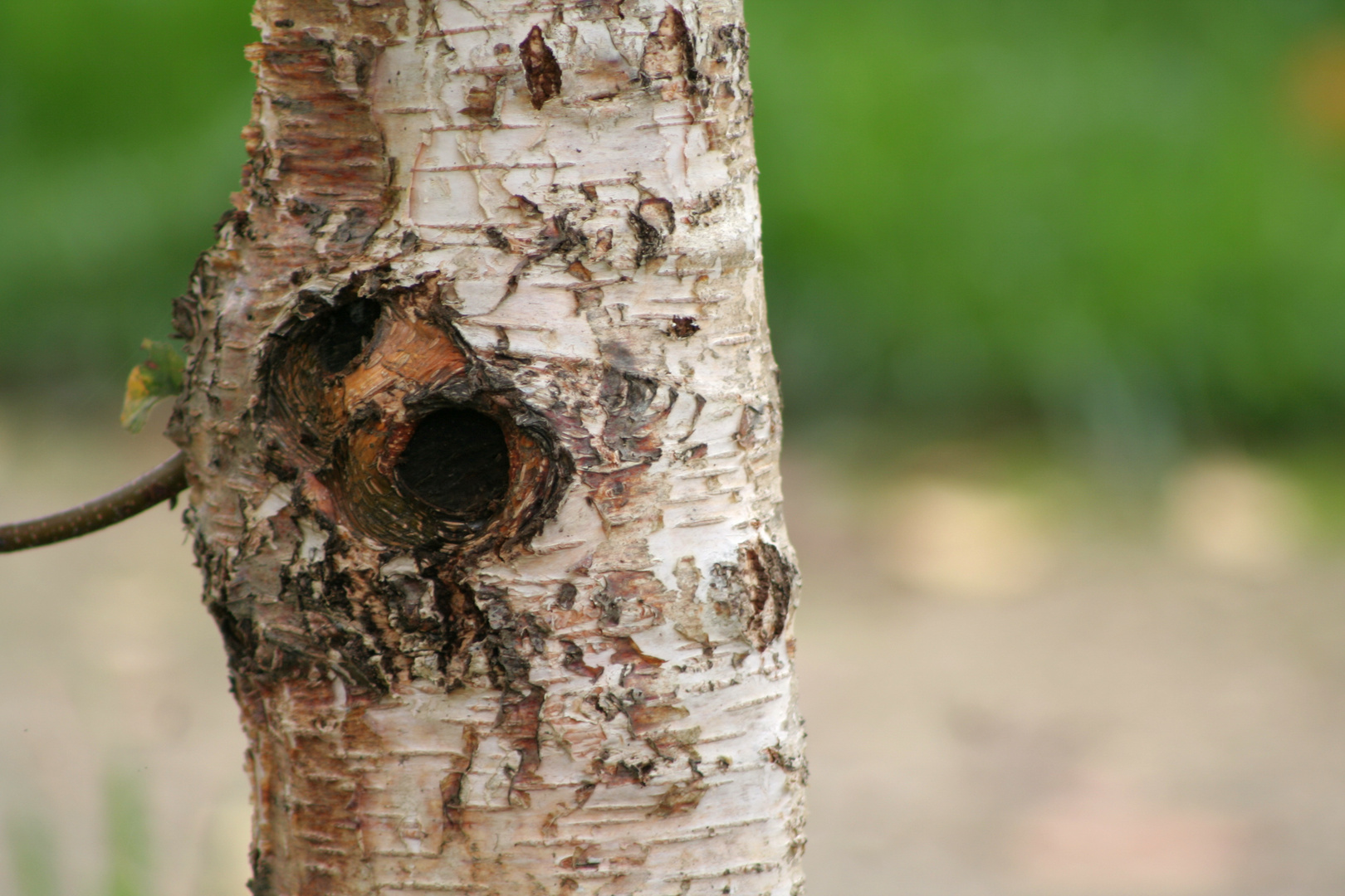 El árbol que me miraba llorando