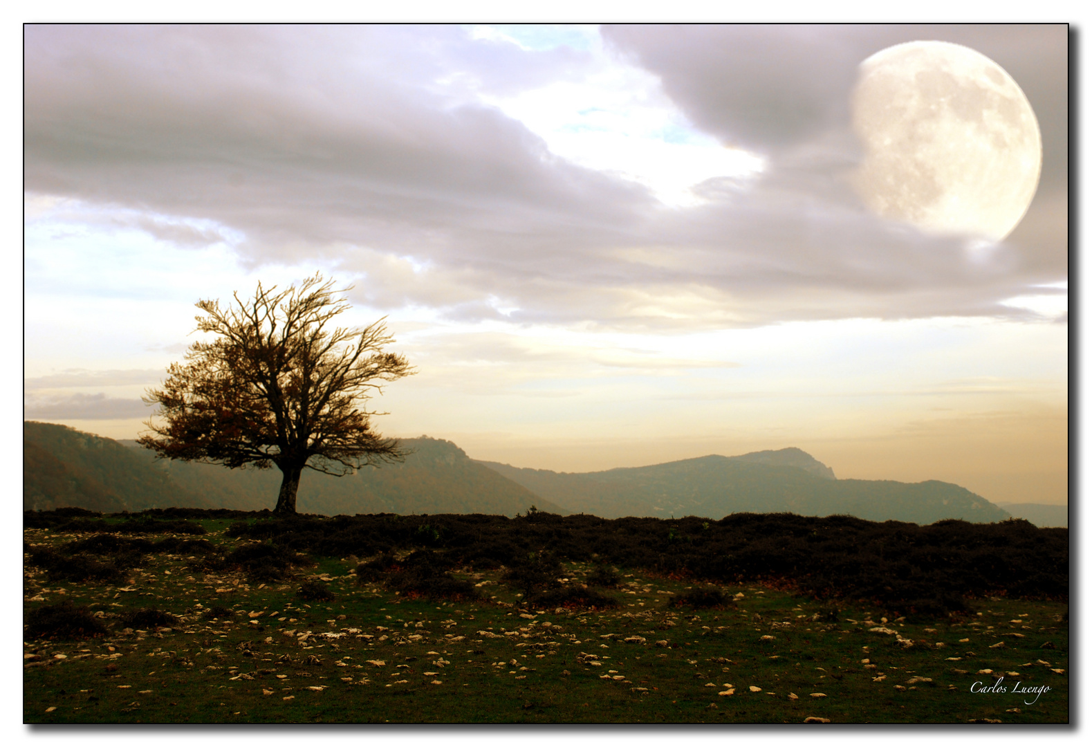 El árbol se enamora de la luna