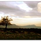 El árbol se enamora de la luna