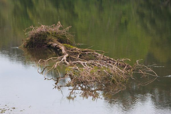  El árbol sin fuerza 