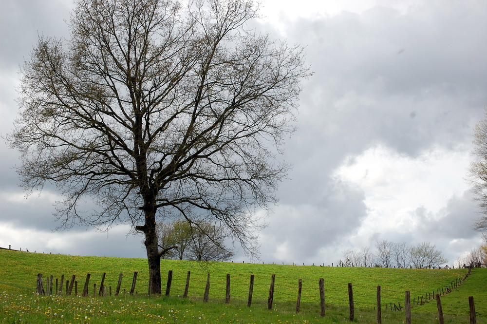 EL ARBOL SOLITARIO