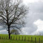 EL ARBOL SOLITARIO