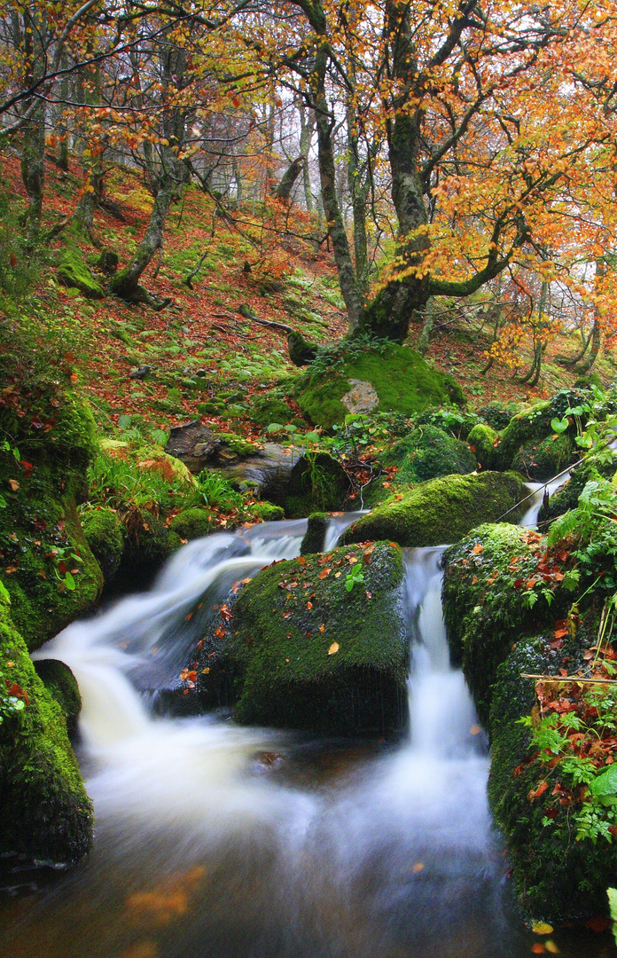 El arbol y el agua