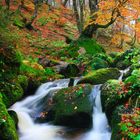 El arbol y el agua