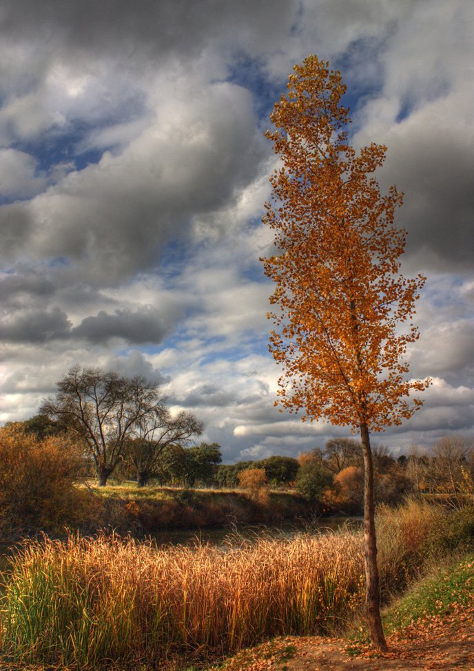 El árbol y el otoño