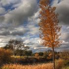 El árbol y el otoño