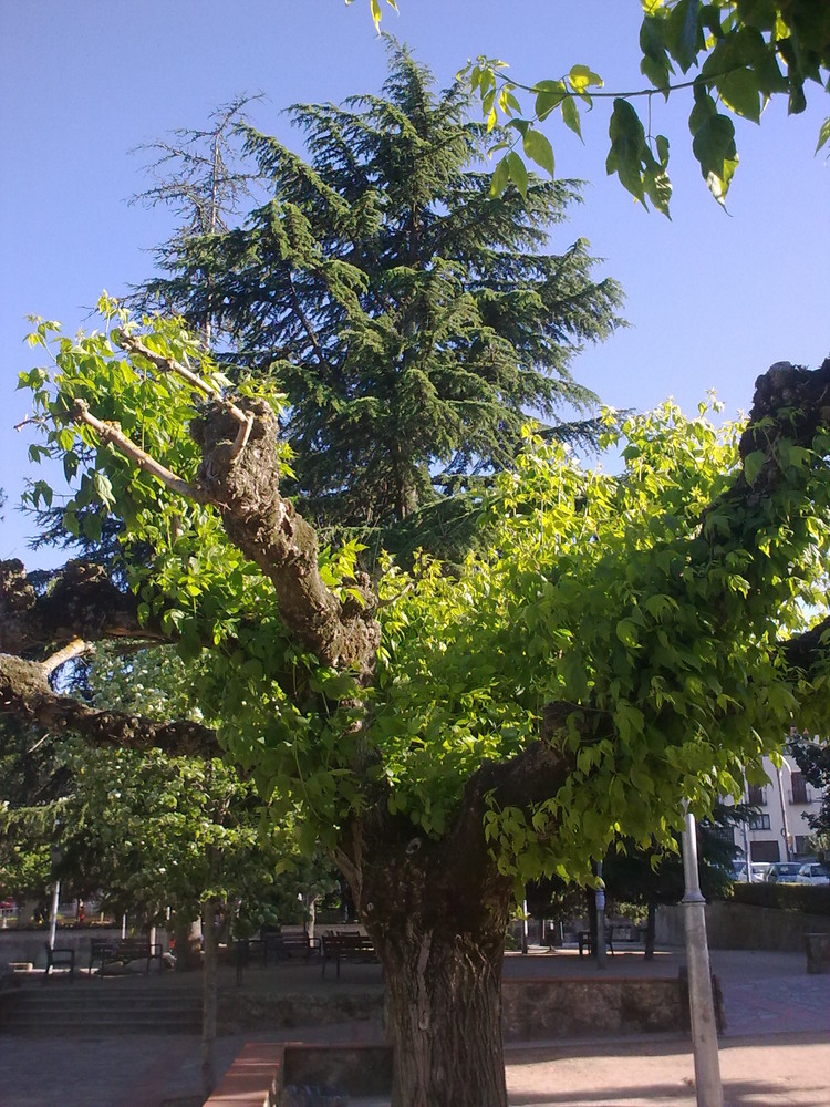 EL ARBOL Y LA VIDA