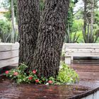 El asiento y el árbol