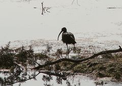 El ave del pantano