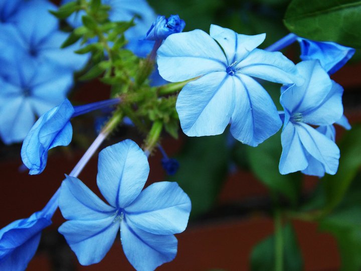 El azul de las flores