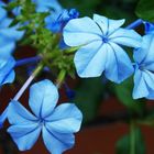El azul de las flores