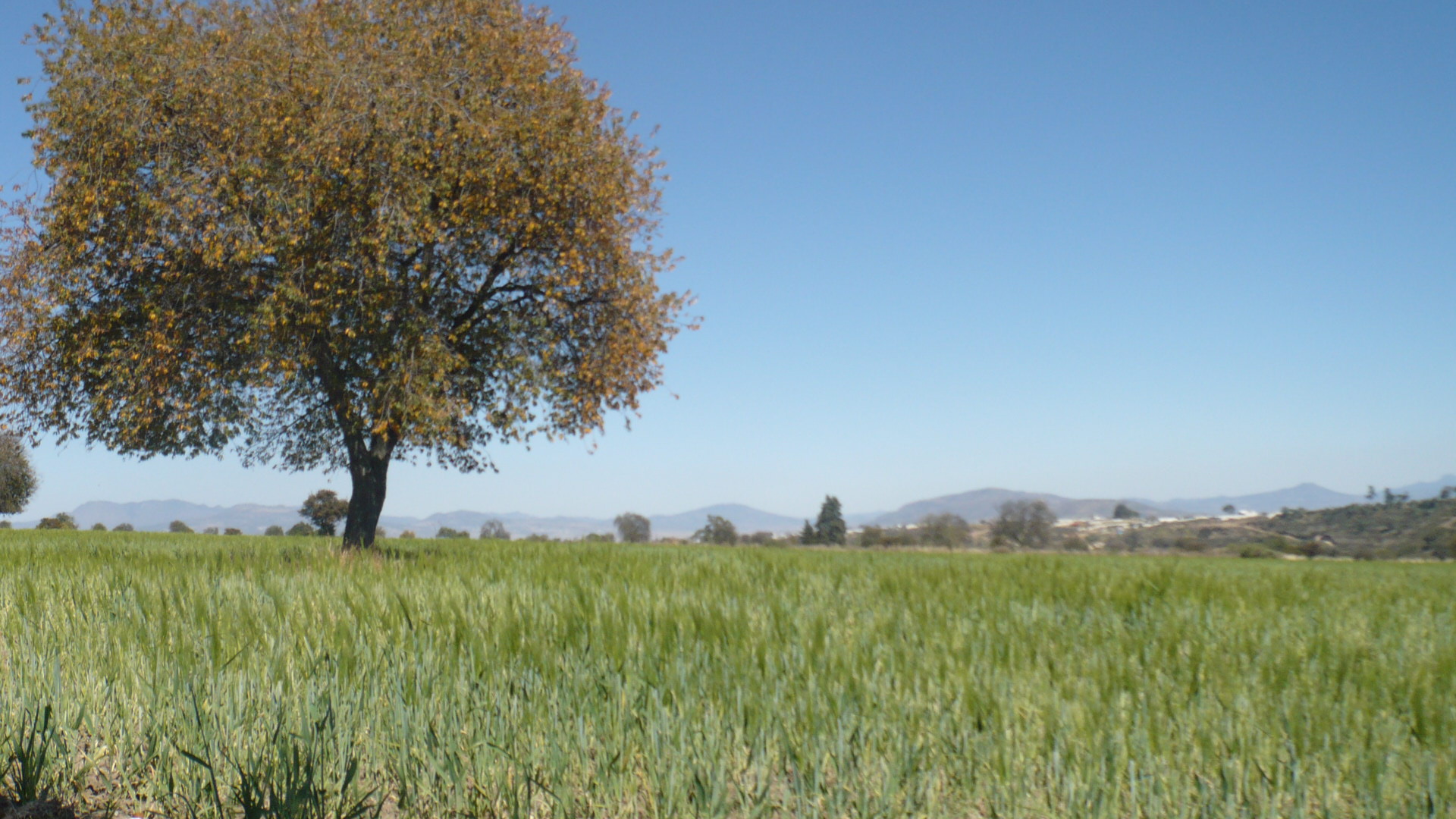 el azul mas verde