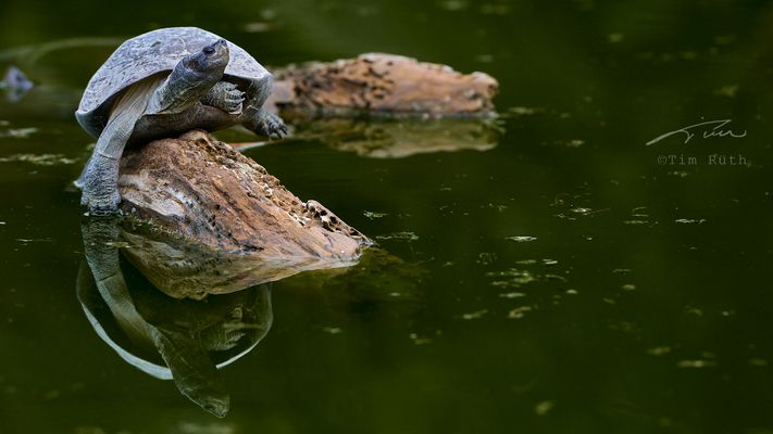 El baile de la tortuga
