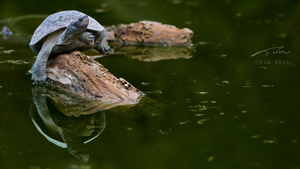 El baile de la tortuga