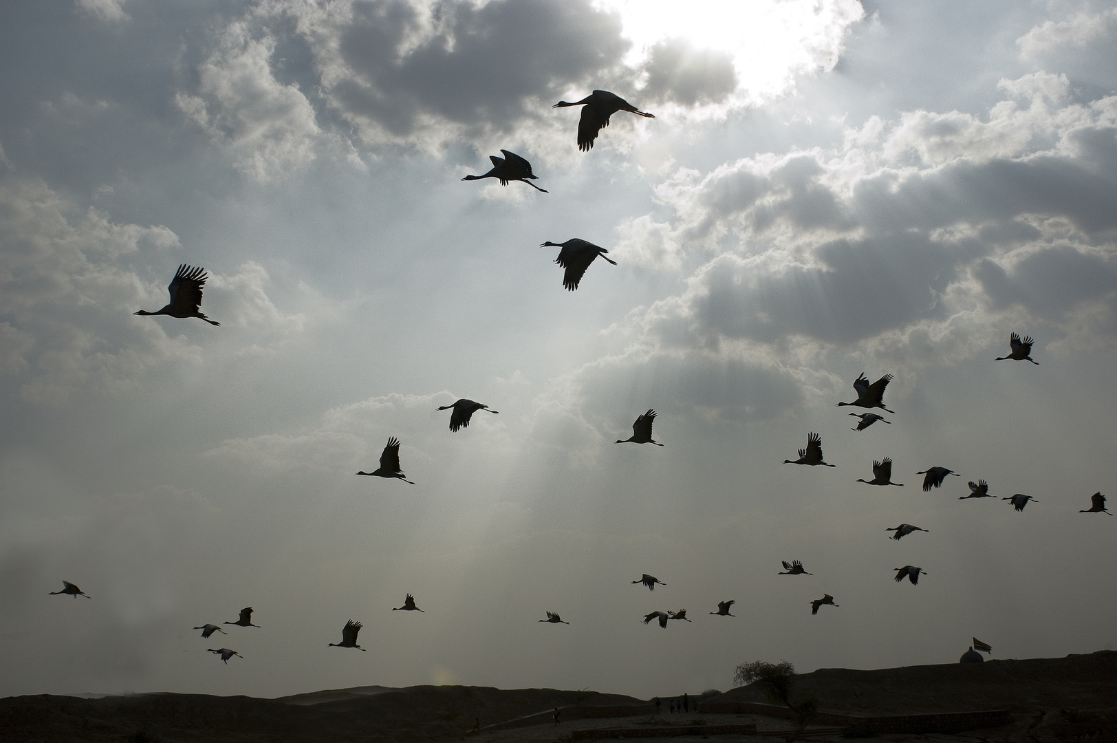 El baile de las aves migratorias