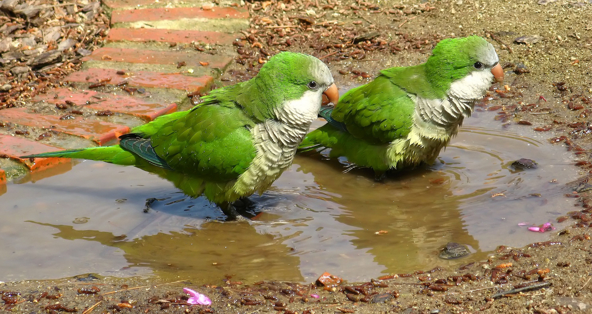 EL BAÑO DE LAS COTORRAS