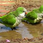 EL BAÑO DE LAS COTORRAS