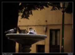 El baño de las palomas, el tercero en discordia... y el cuarto en camino