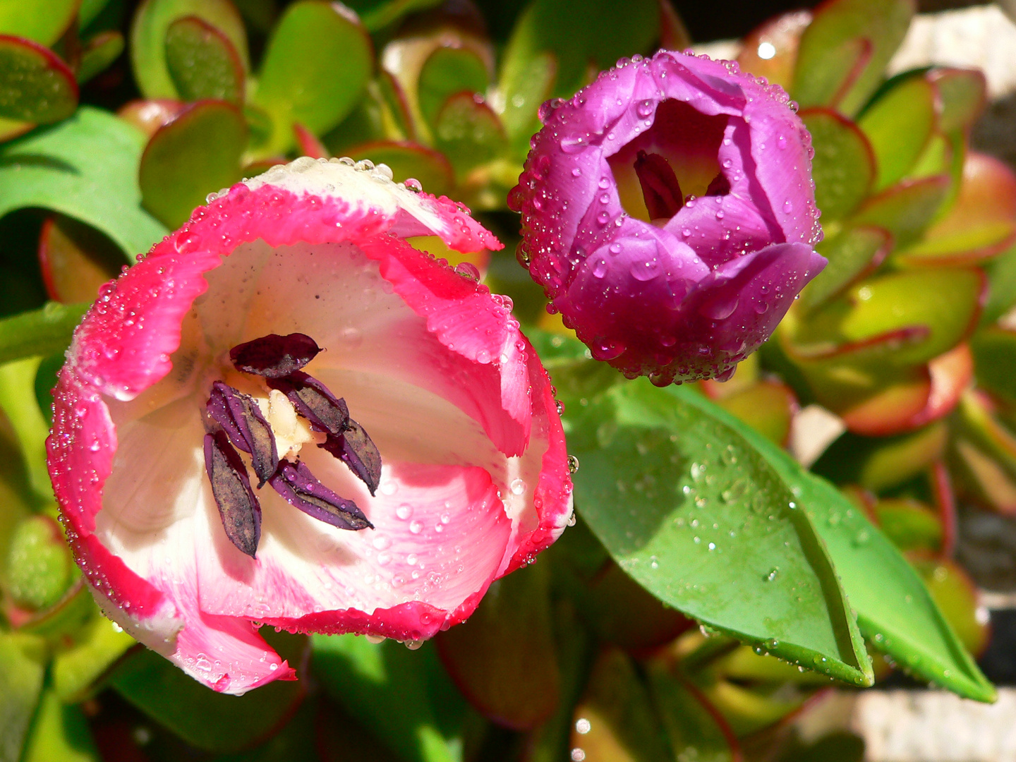 EL BAÑO DE LOS TULIPANES