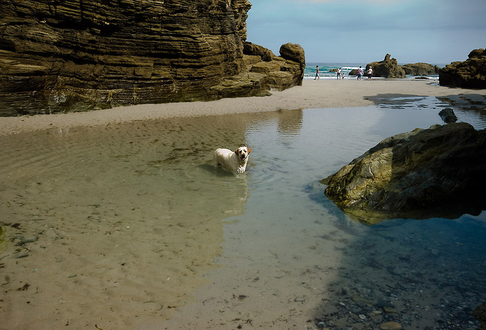 El baño de mi perro.