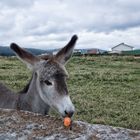 EL BENJAMÍN