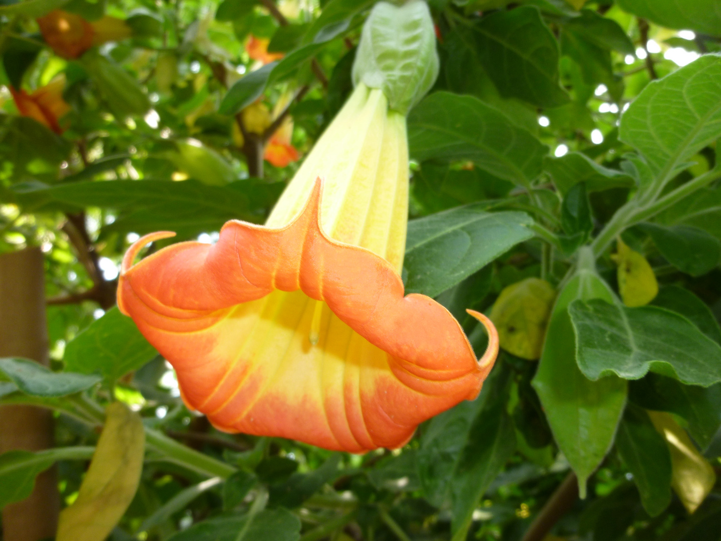 el beso de la flor