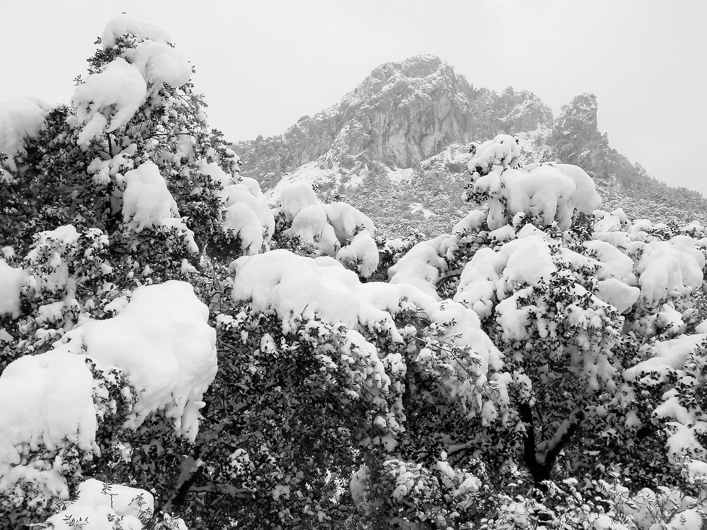 El blanco y negro del invierno