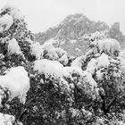 El blanco y negro del invierno