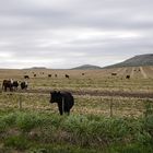 EL BONETE,BALCARCE