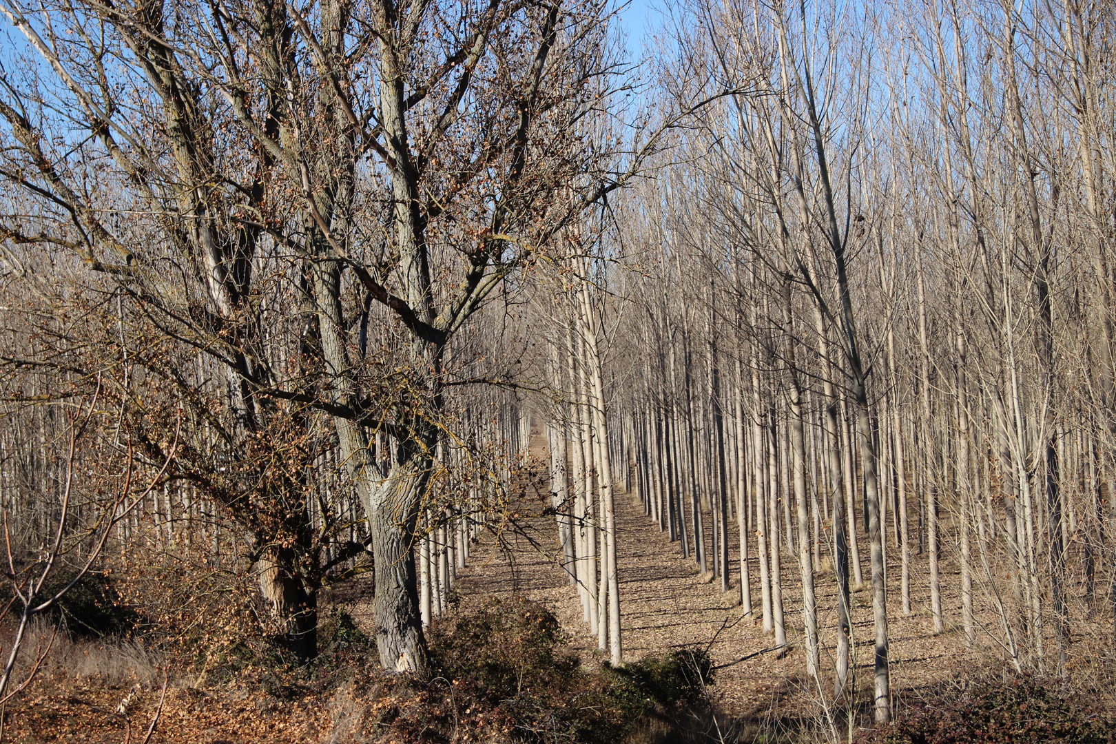 El Bosque..