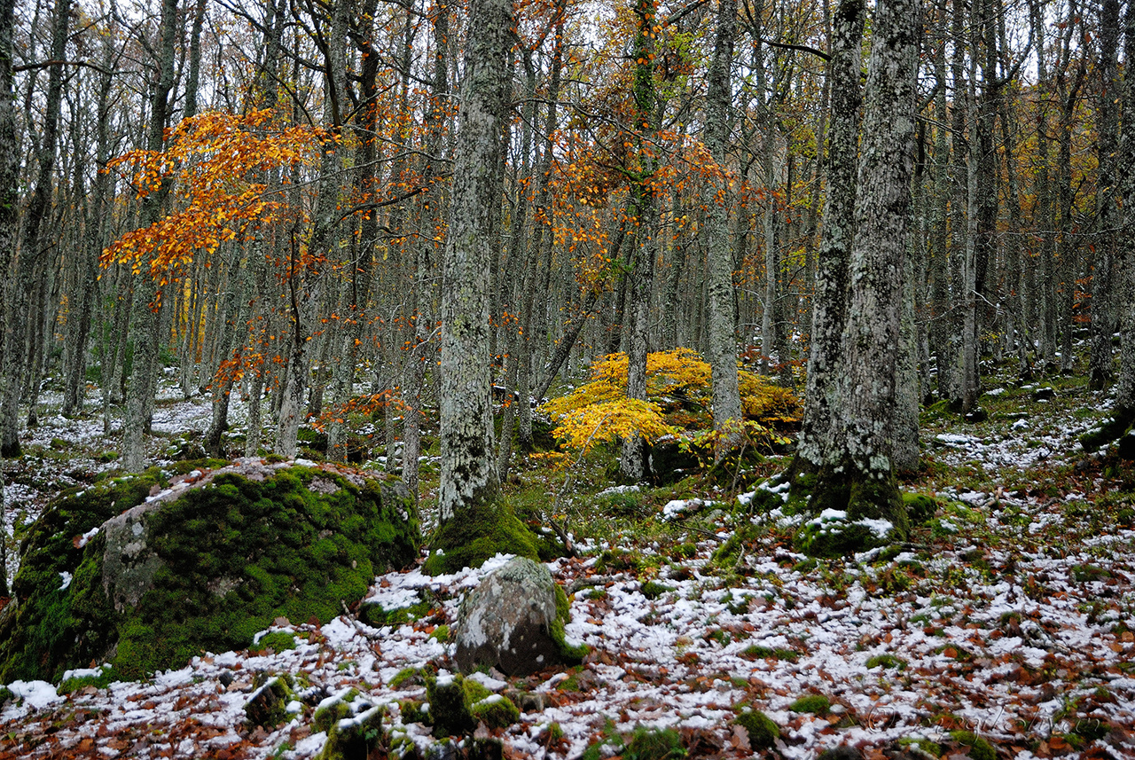 El bosque.