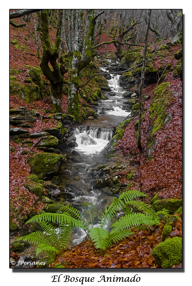 El Bosque Animado