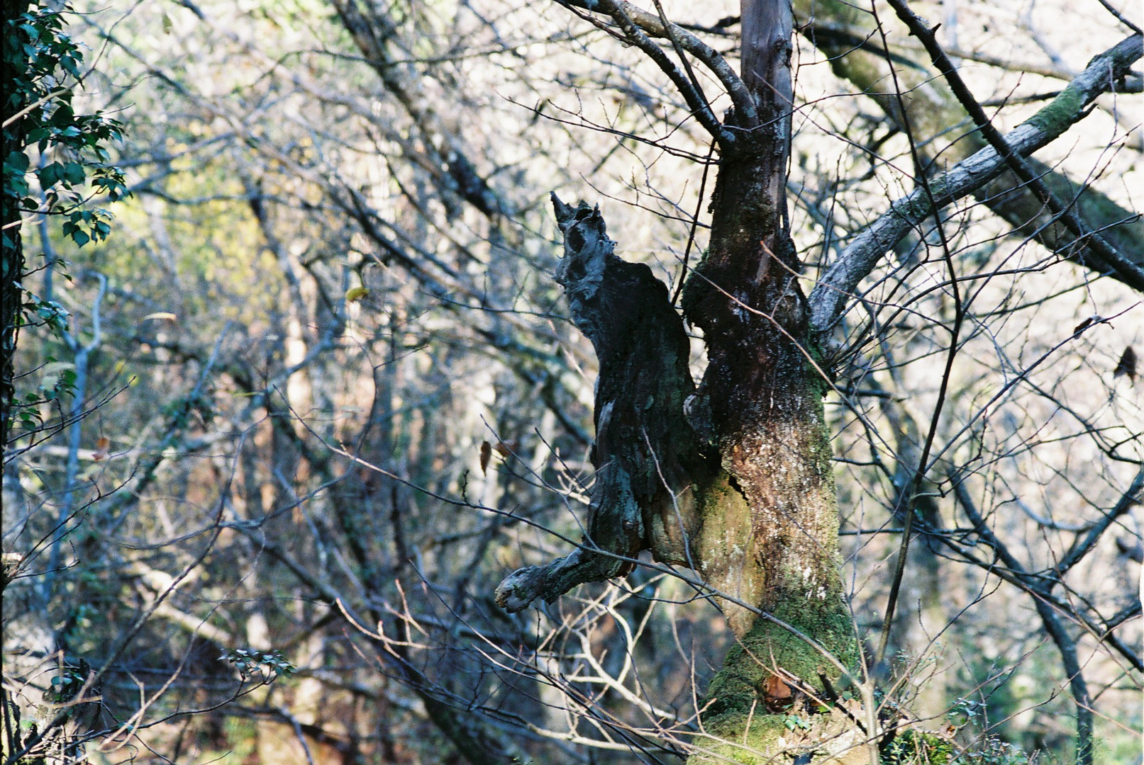 " El bosque animado "