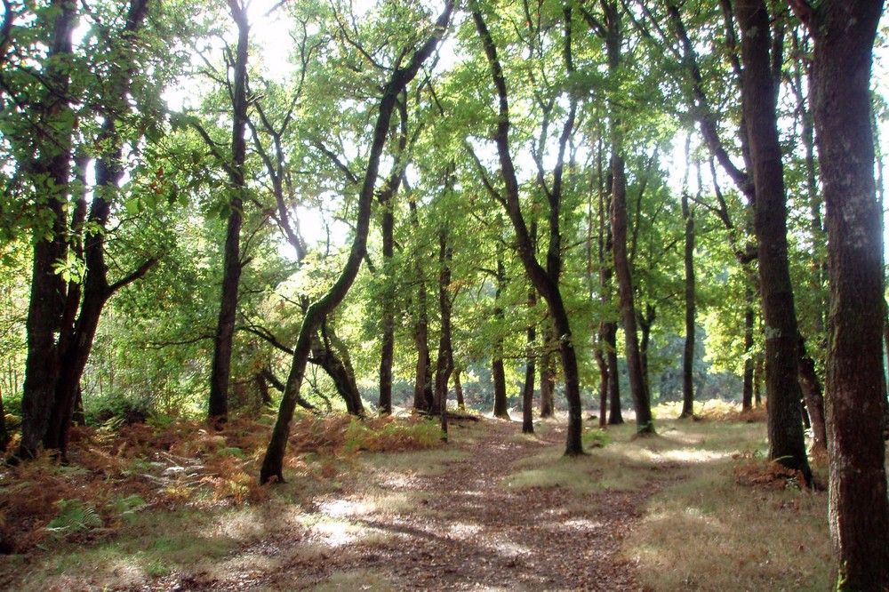 el bosque animado