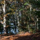 El Bosque Animado de Cecebre1