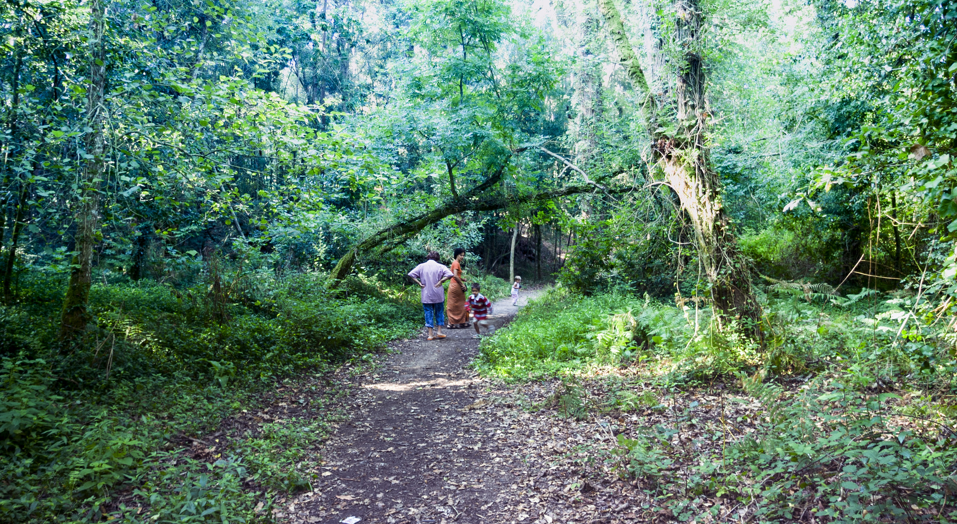 EL BOSQUE  año  2.005