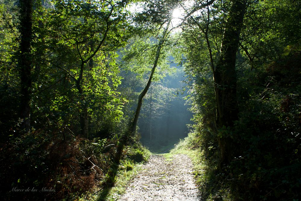 ...el bosque...