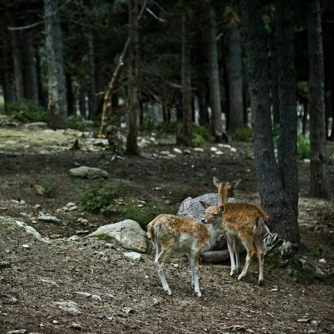 El bosque