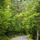 El bosque de las hadas...