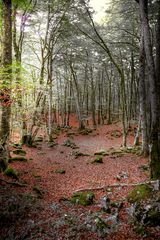 EL BOSQUE DE LAS HADAS 1