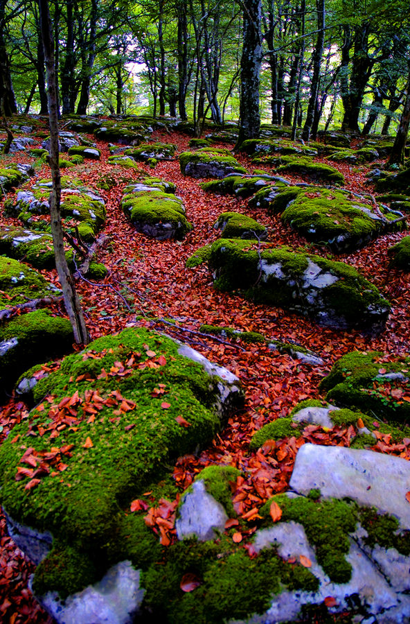 EL BOSQUE DE LAS HADAS 2