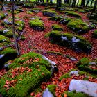 EL BOSQUE DE LAS HADAS 2