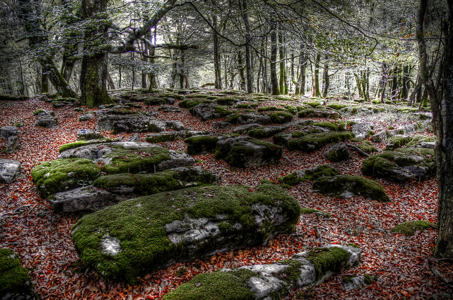 EL BOSQUE DE LAS HADAS 3