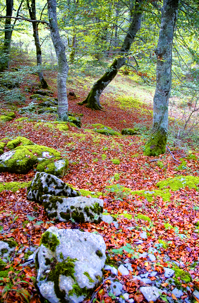 EL BOSQUE DE LAS HADAS 4