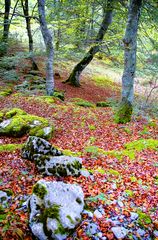 EL BOSQUE DE LAS HADAS 4