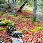 EL BOSQUE DE LAS HADAS 4