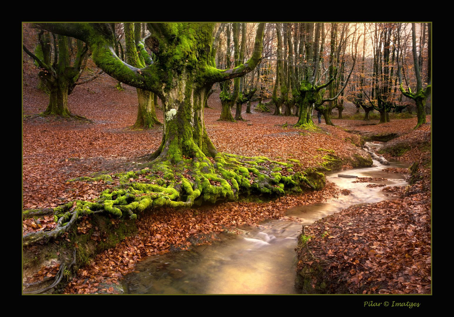 El bosque de las hadas