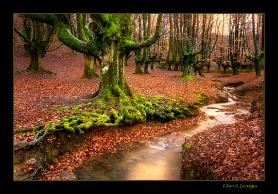 El bosque de las hadas